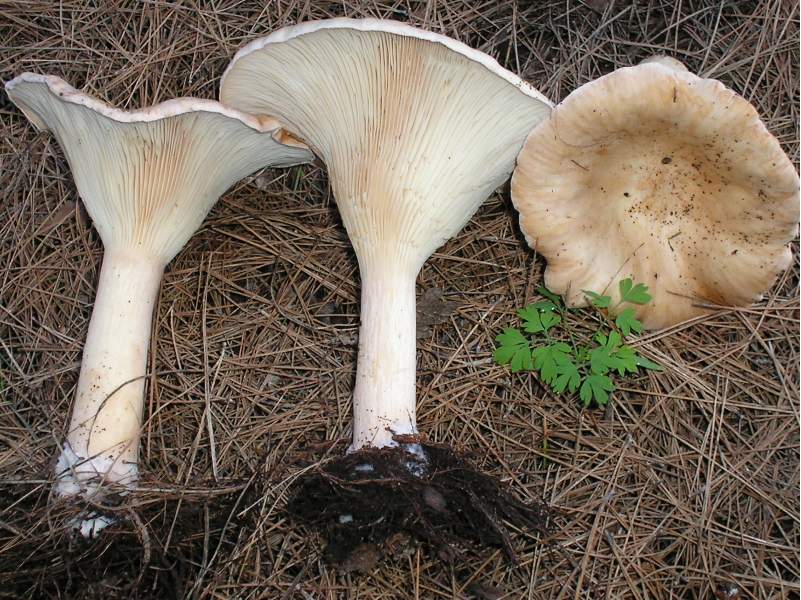 ritrovamenti attesi..